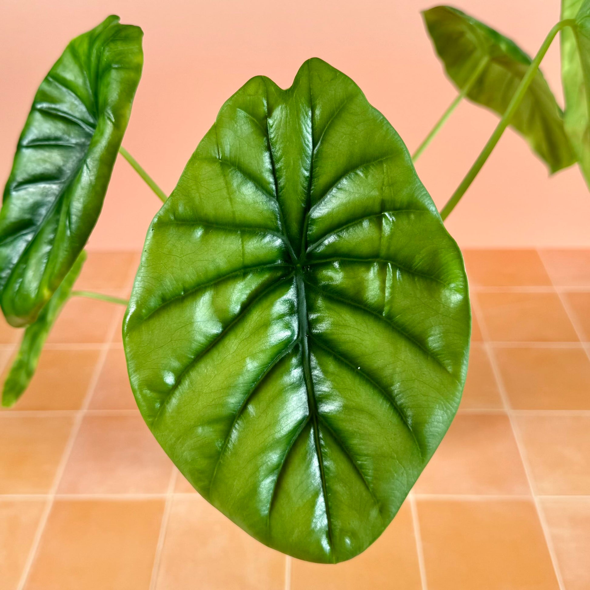 Close-up of Alocasia clypeolata ‘Green Shield’ leaf showing bright green surface with contrasting dark veins and midrib.