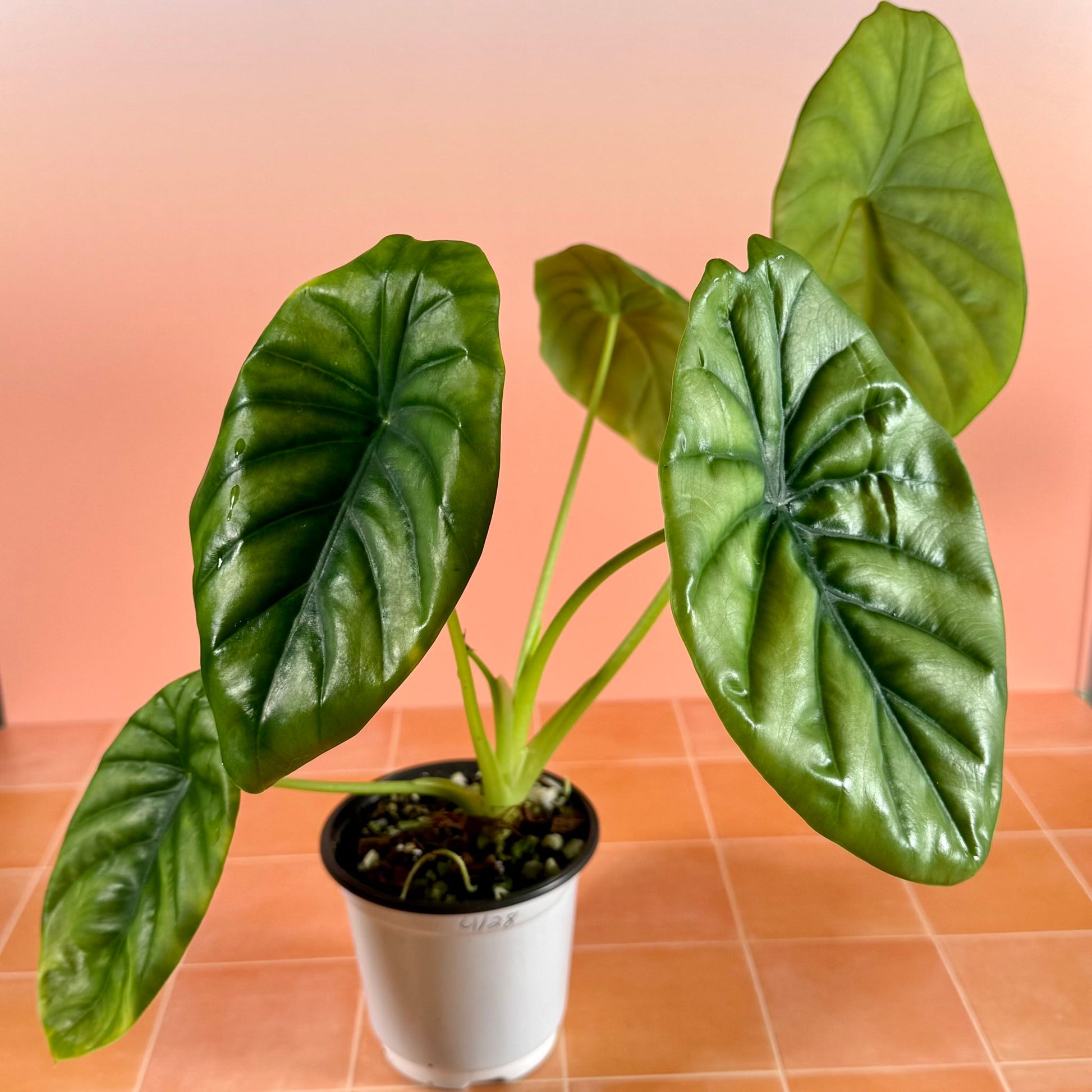 4-inch Alocasia clypeolata ‘Green Shield’ showing upright growth and broad shield-shaped leaves with deep green veining.