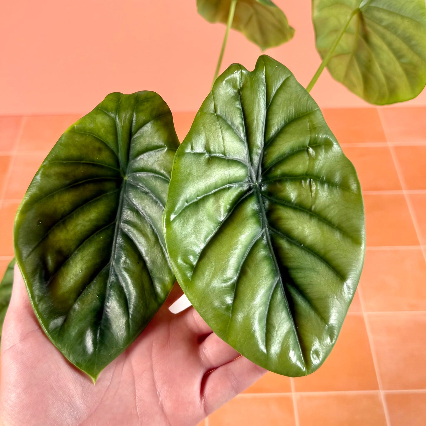 Close-up of Alocasia clypeolata ‘Green Shield’ leaf showing bright green surface with contrasting dark veins and midrib.