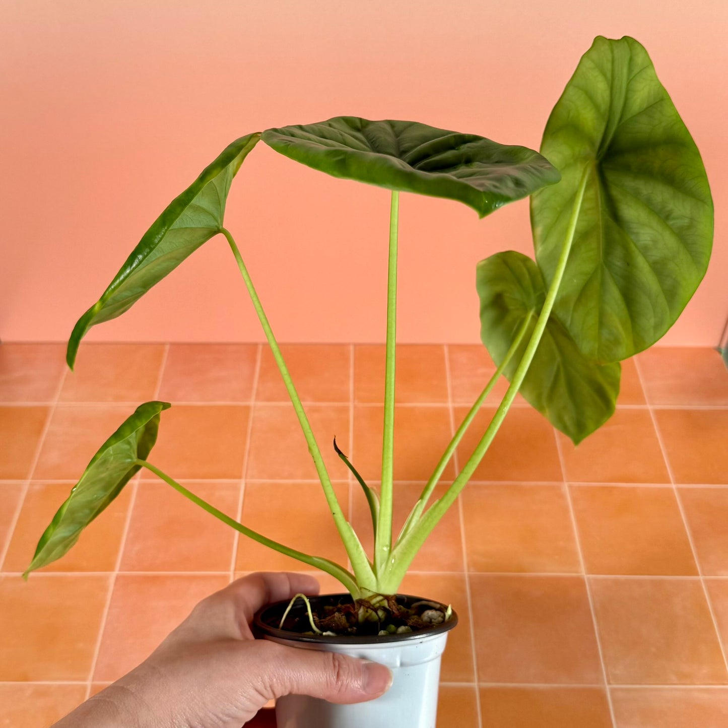4-inch Alocasia clypeolata ‘Green Shield’ showing upright growth and broad shield-shaped leaves with deep green veining.