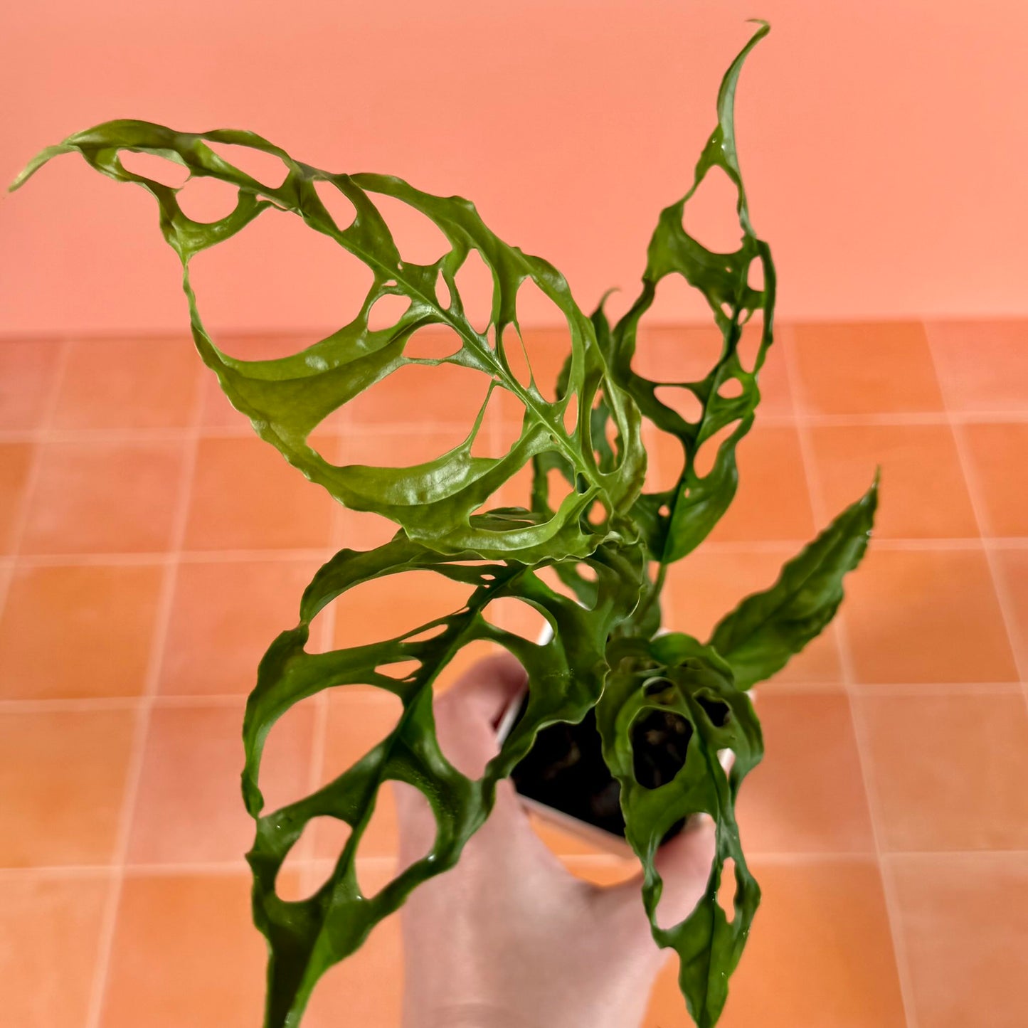 Monstera obliqua ‘Peru’ in a 3-inch pot with delicate green leaves and distinctive natural perforations.