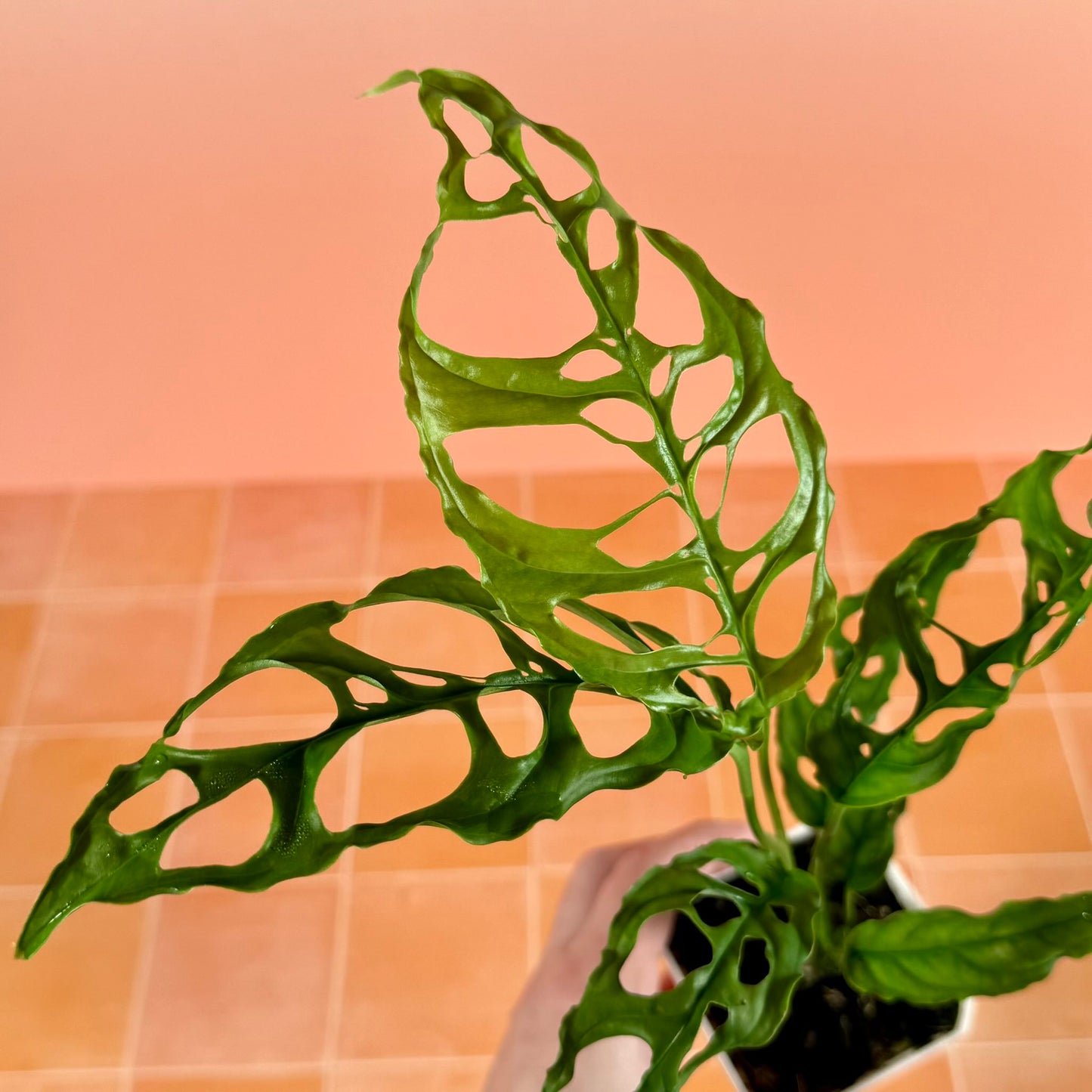 Monstera obliqua ‘Peru’ in a 3-inch pot with delicate green leaves and distinctive natural perforations.