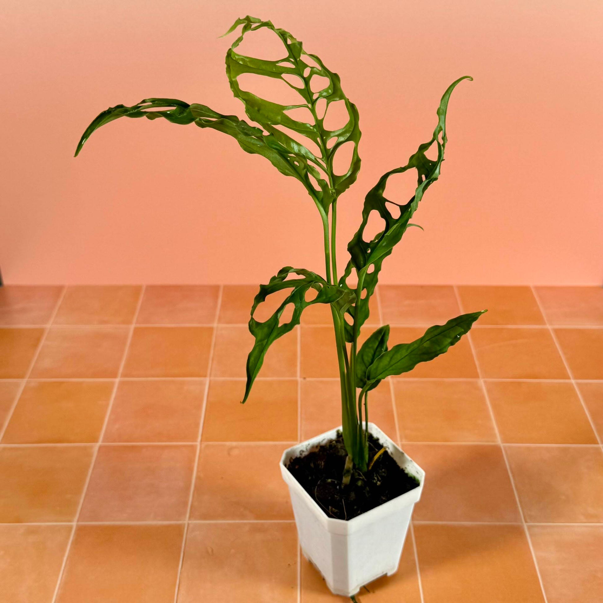 Monstera obliqua ‘Peru’ in a 3-inch pot with delicate green leaves and distinctive natural perforations.