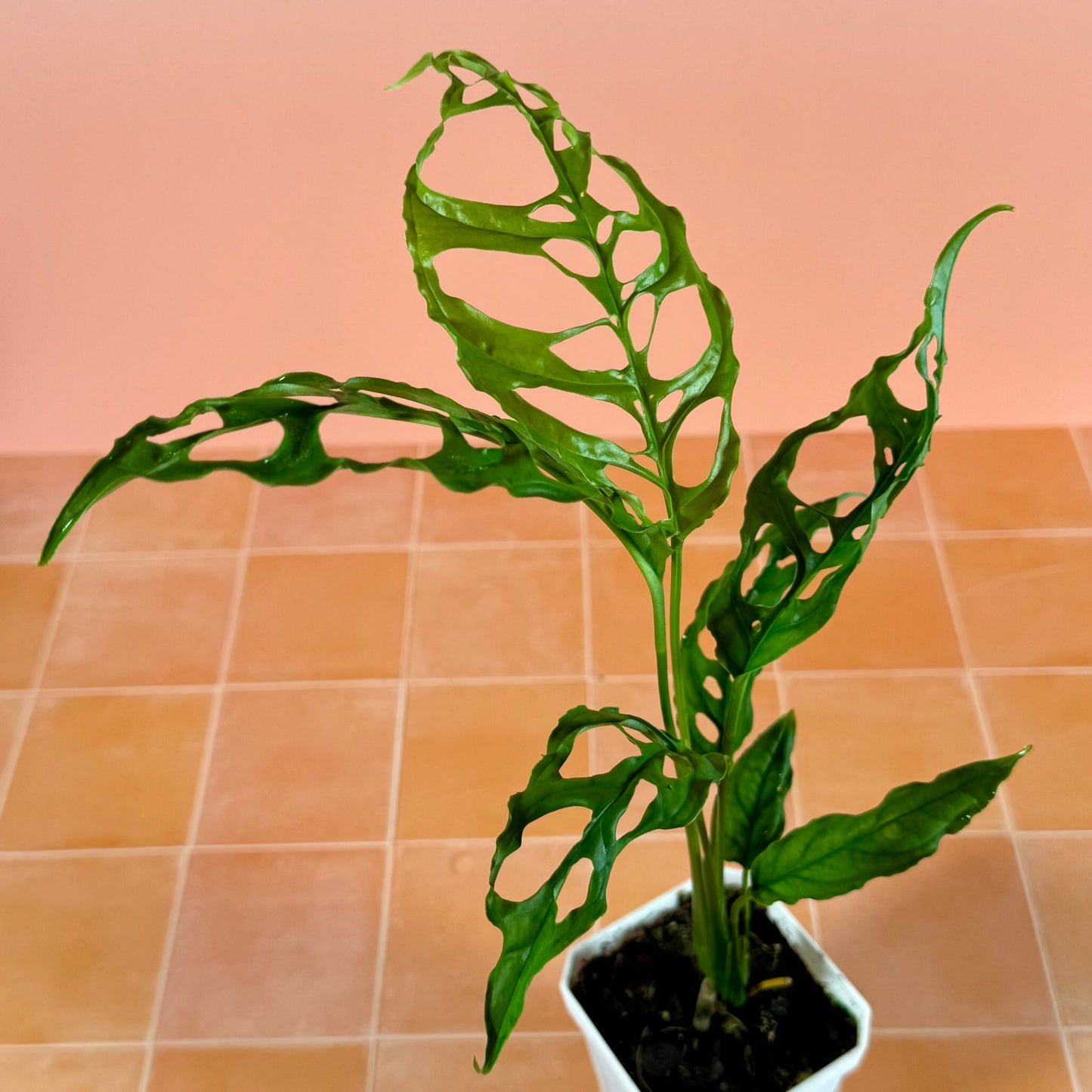 Monstera obliqua ‘Peru’ in a 3-inch pot with delicate green leaves and distinctive natural perforations.
