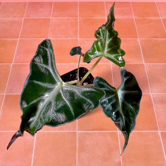 Close-up of Alocasia ‘Loco’ leaf showing uniquely crinkled leaf texture in a 3-inch nursery pot.