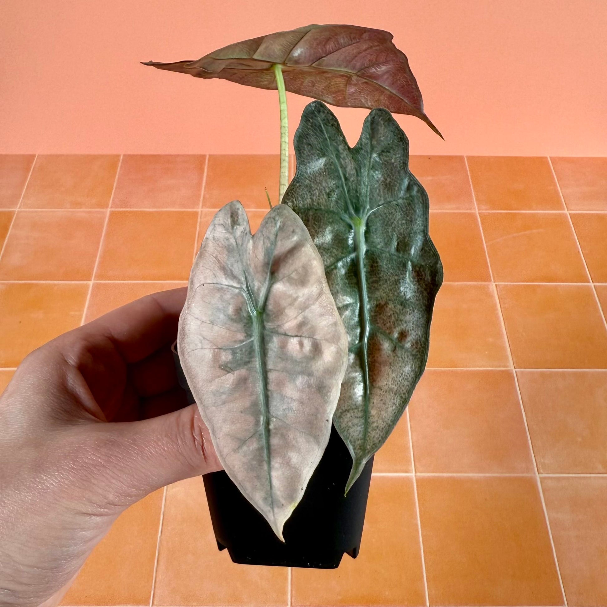 Alocasia ‘Polly’ Pink Ghost (Mint) in a 3-inch pot with soft green, pink and mint variegated leaves