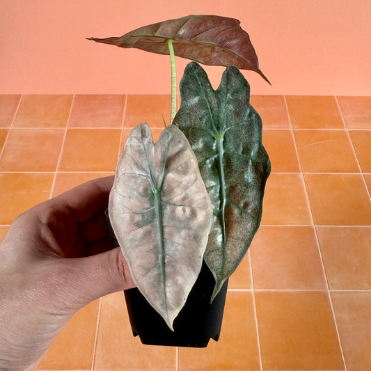 Alocasia ‘Polly’ Pink Ghost (Mint) in a 3-inch pot with soft green, pink and mint variegated leaves