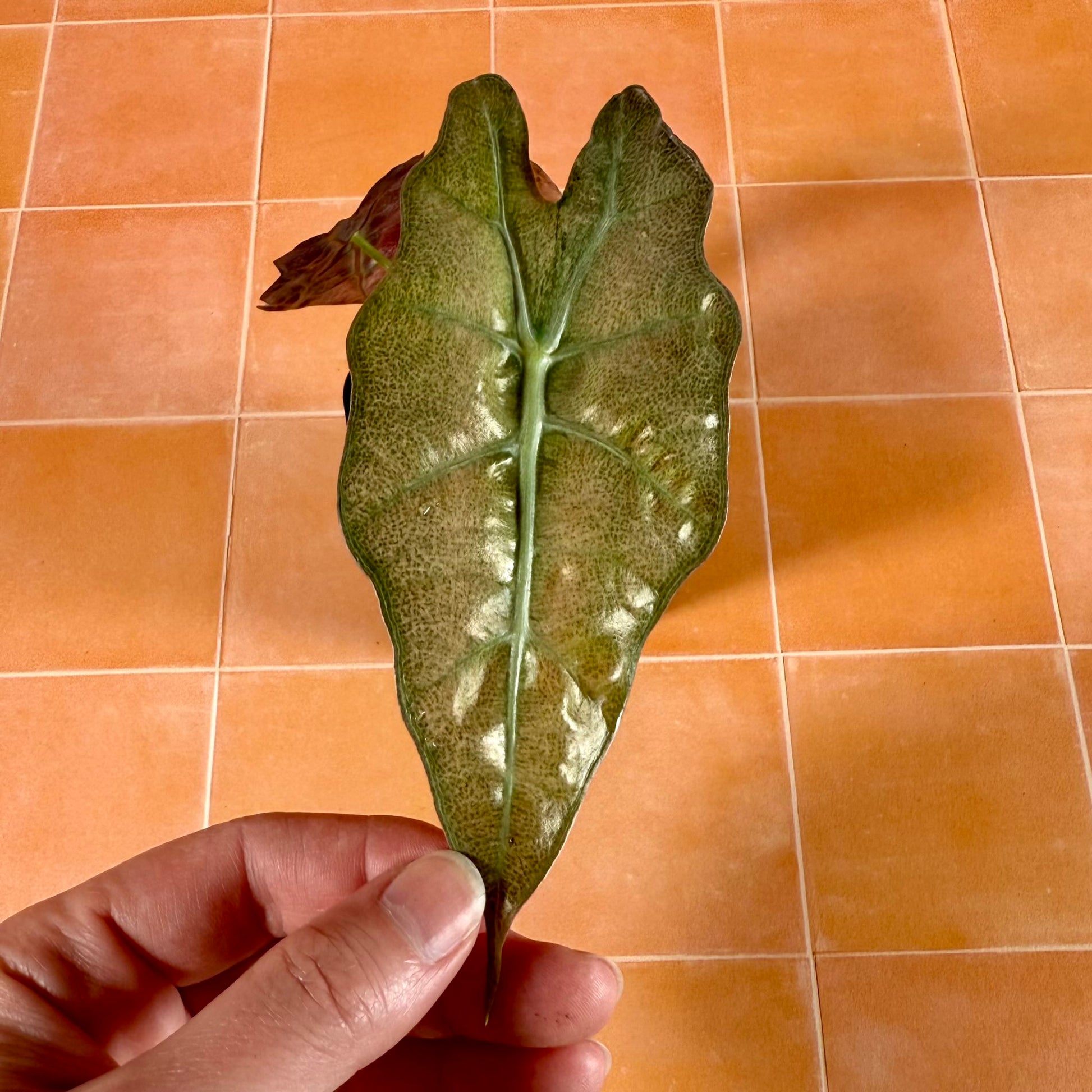 Close-up of Alocasia ‘Polly’ Pink Ghost (Mint) leaf showing pale green marbling and glossy surface.