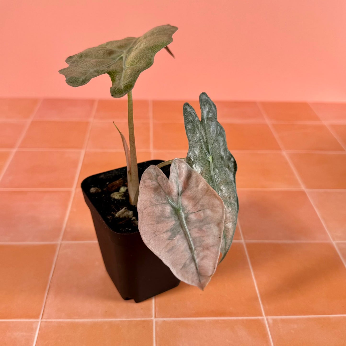 Alocasia ‘Polly’ Pink Ghost (Mint) in a 3-inch pot with soft green, pink and mint variegated leaves