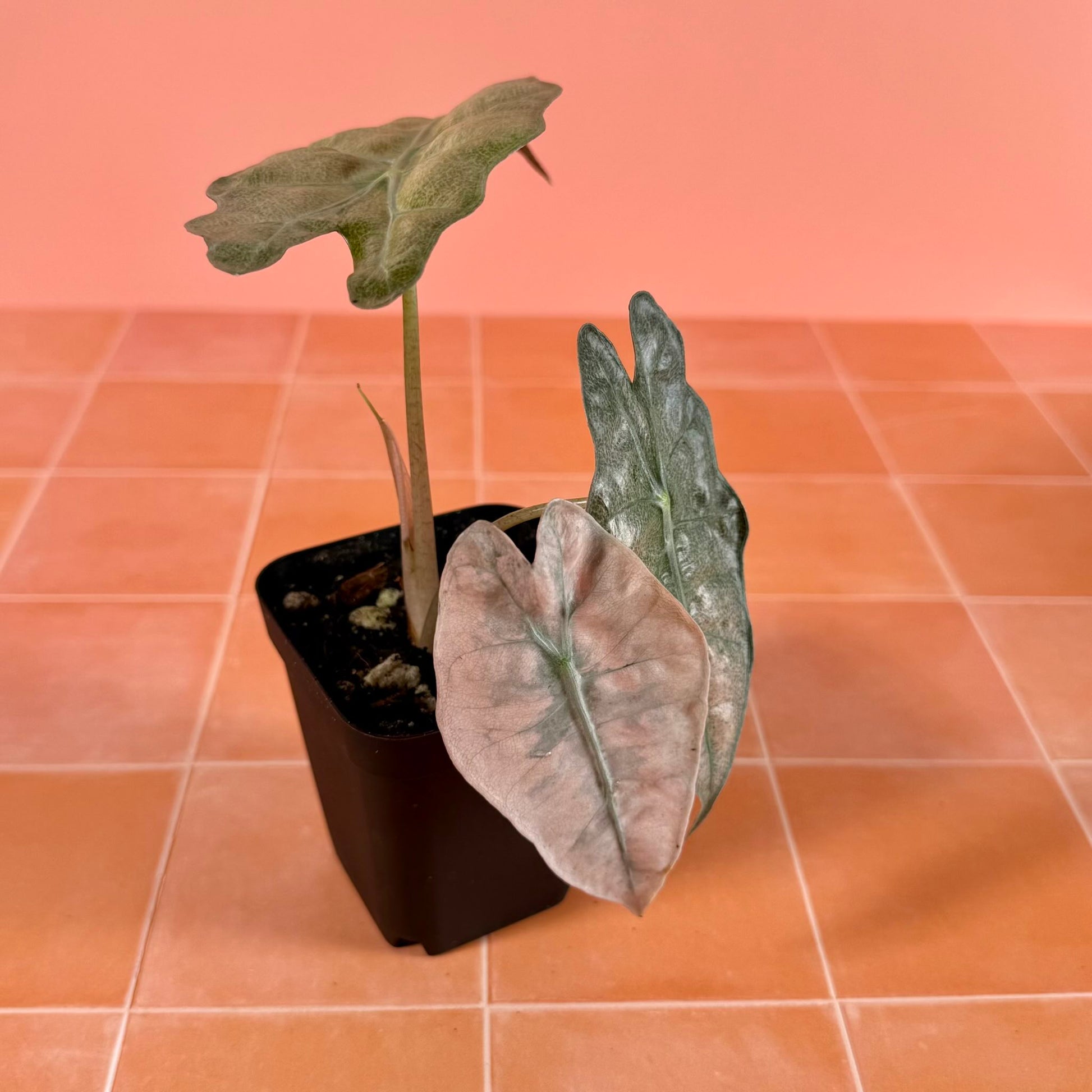Alocasia ‘Polly’ Pink Ghost (Mint) in a 3-inch pot with soft green, pink and mint variegated leaves