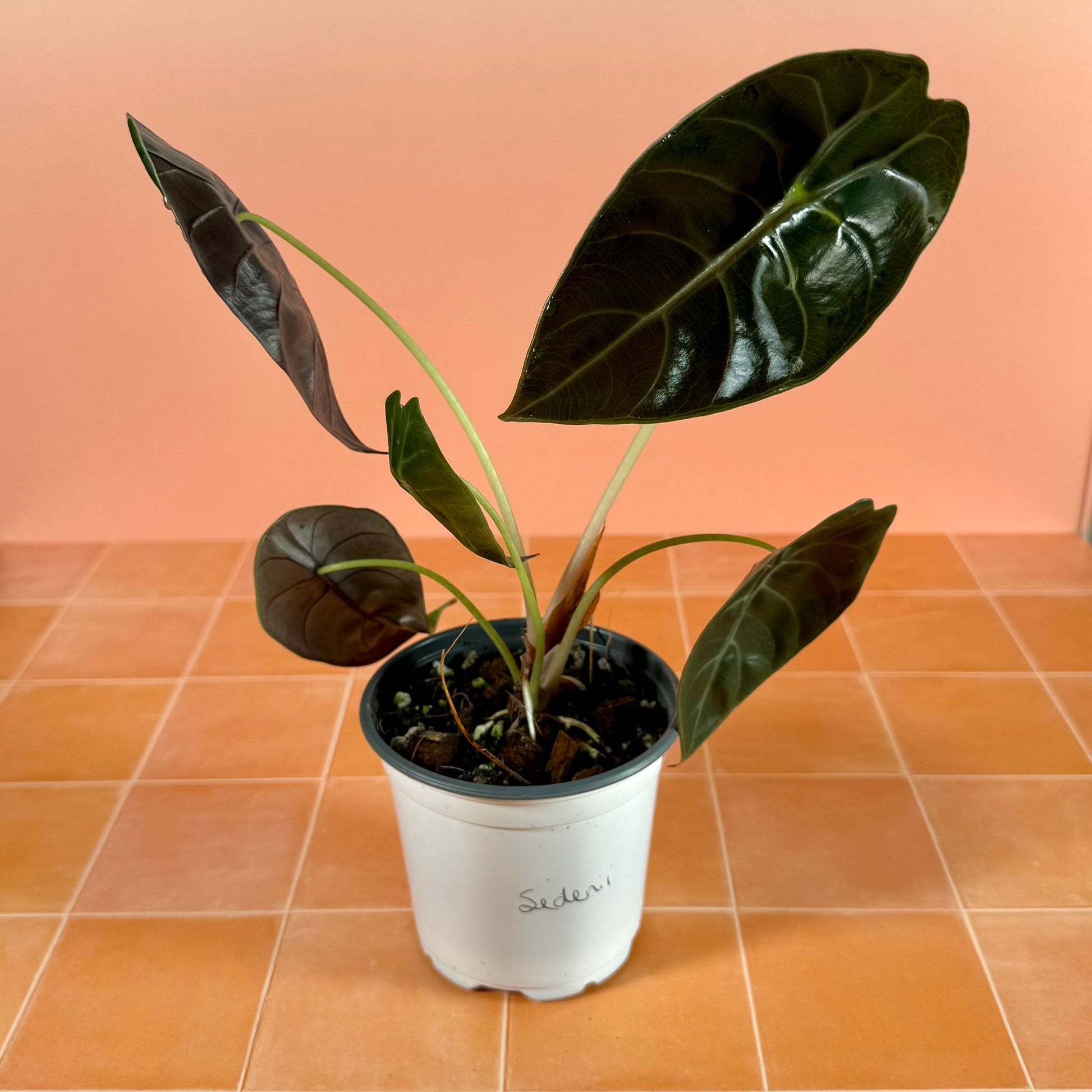Alocasia ‘Sedenii’ in a 4-inch pot with glossy, elongated green leaves and subtle metallic undertones.