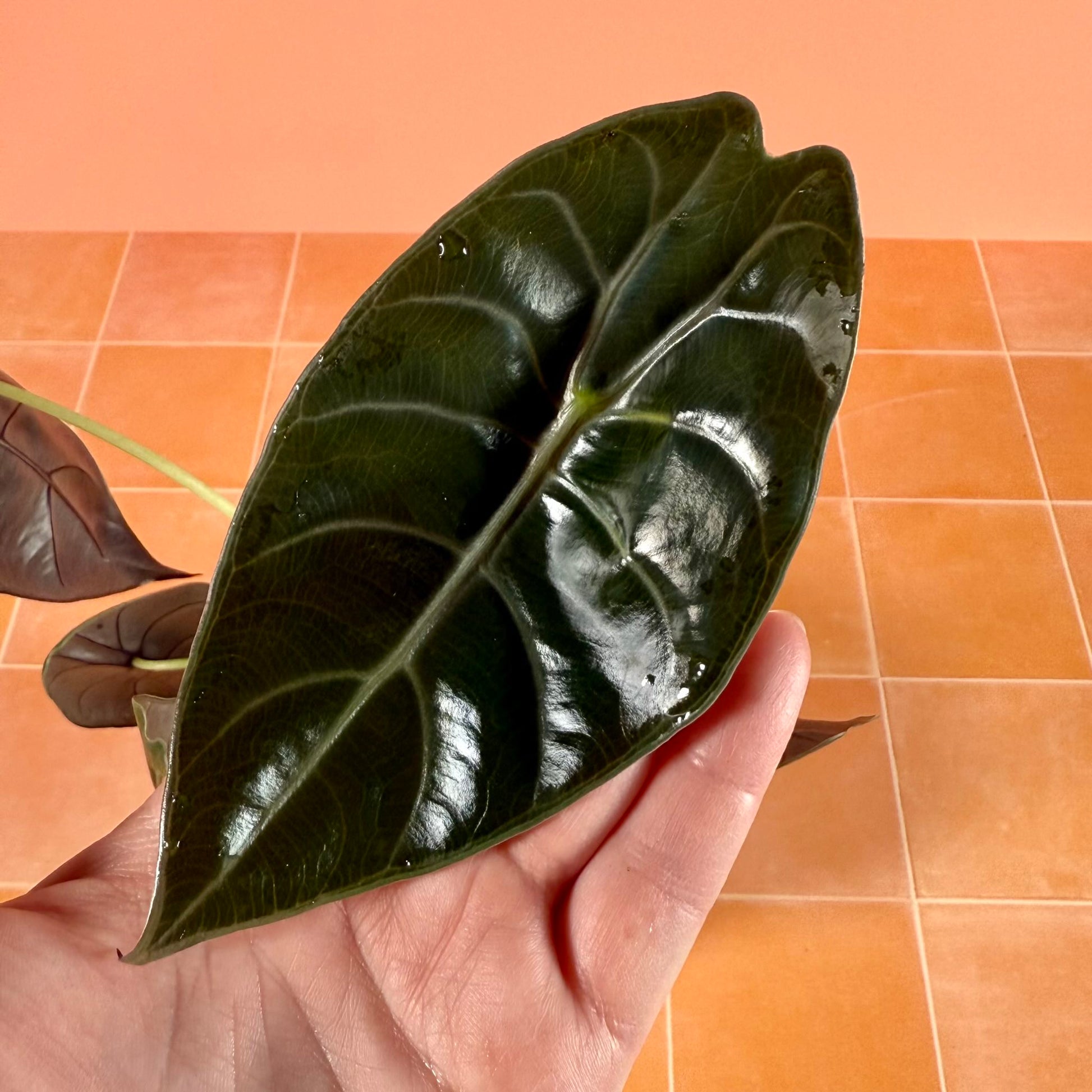 Alocasia ‘Sedenii’ in a 4-inch pot with glossy, elongated green leaves and subtle metallic undertones.