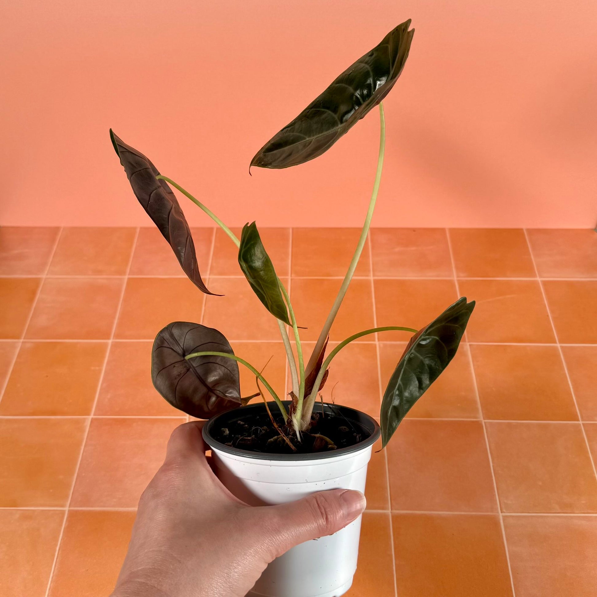 Alocasia ‘Sedenii’ in a 4-inch pot with glossy, elongated green leaves and subtle metallic undertones.