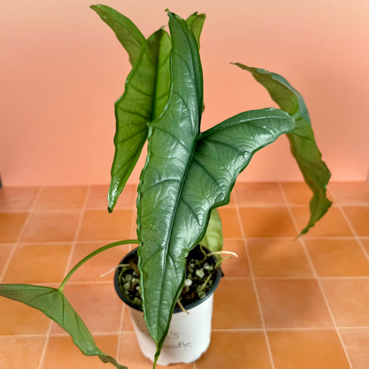 4-inch Alocasia heterophylla ‘Dragon’s Breath’ showing upright growth and elongated silvery foliage.