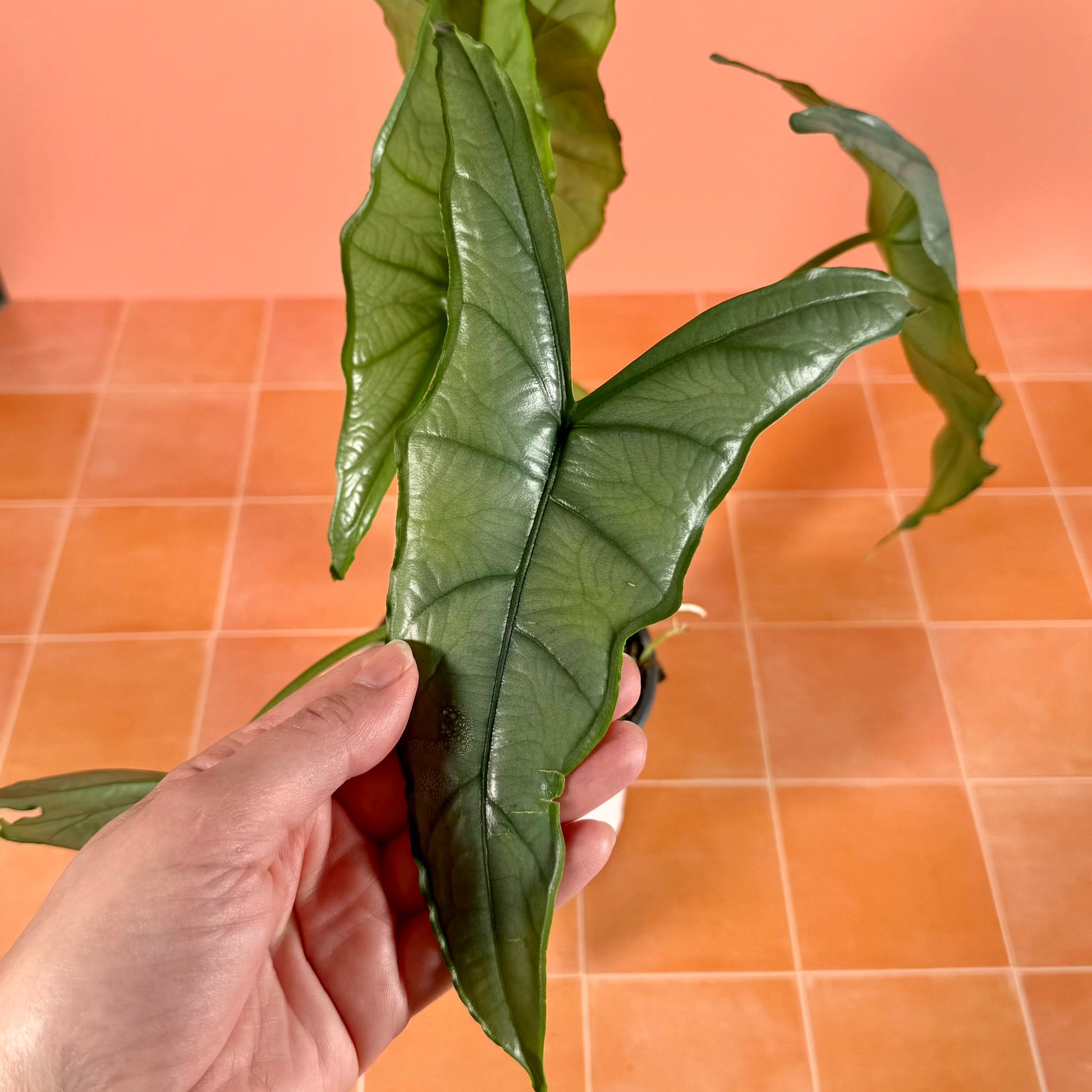 Close-up of Alocasia heterophylla ‘Dragon’s Breath’ leaf showing metallic sheen and bold venation.