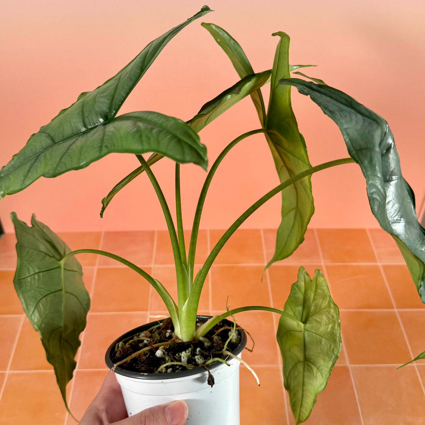 4-inch Alocasia heterophylla ‘Dragon’s Breath’ showing upright growth and elongated silvery foliage.