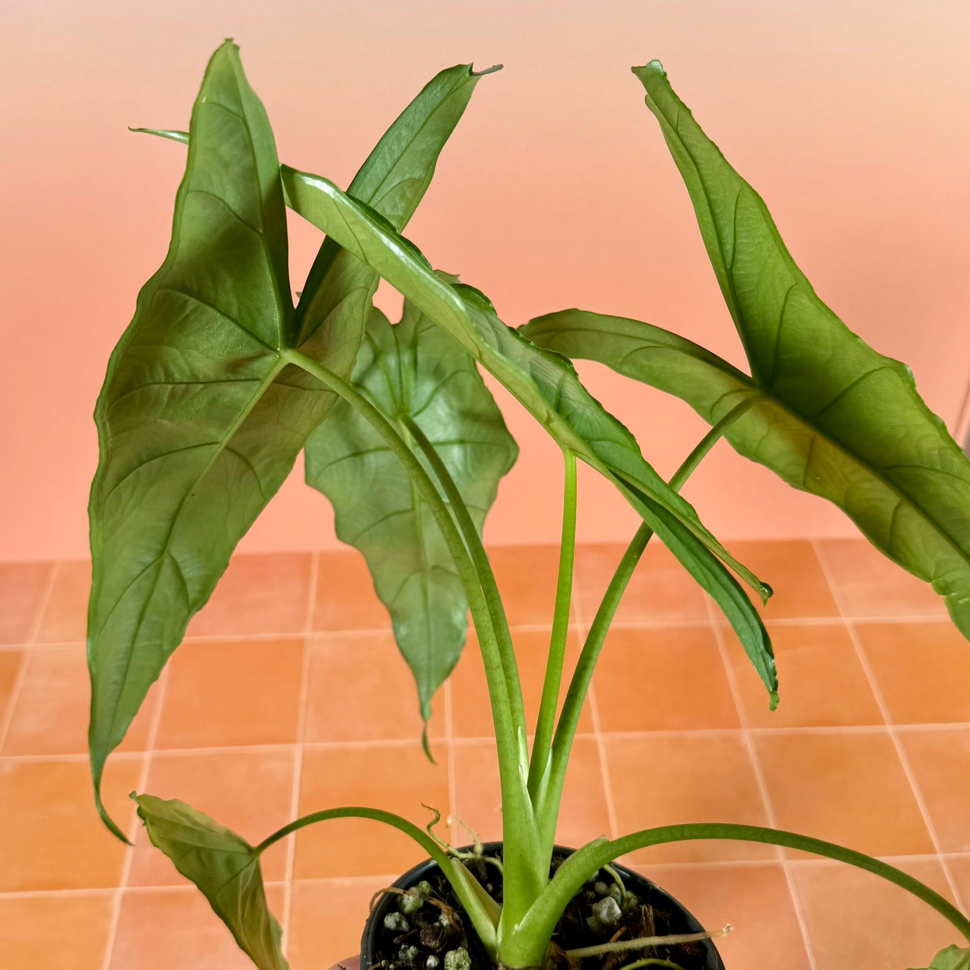 4-inch Alocasia heterophylla ‘Dragon’s Breath’ showing upright growth and elongated silvery foliage.