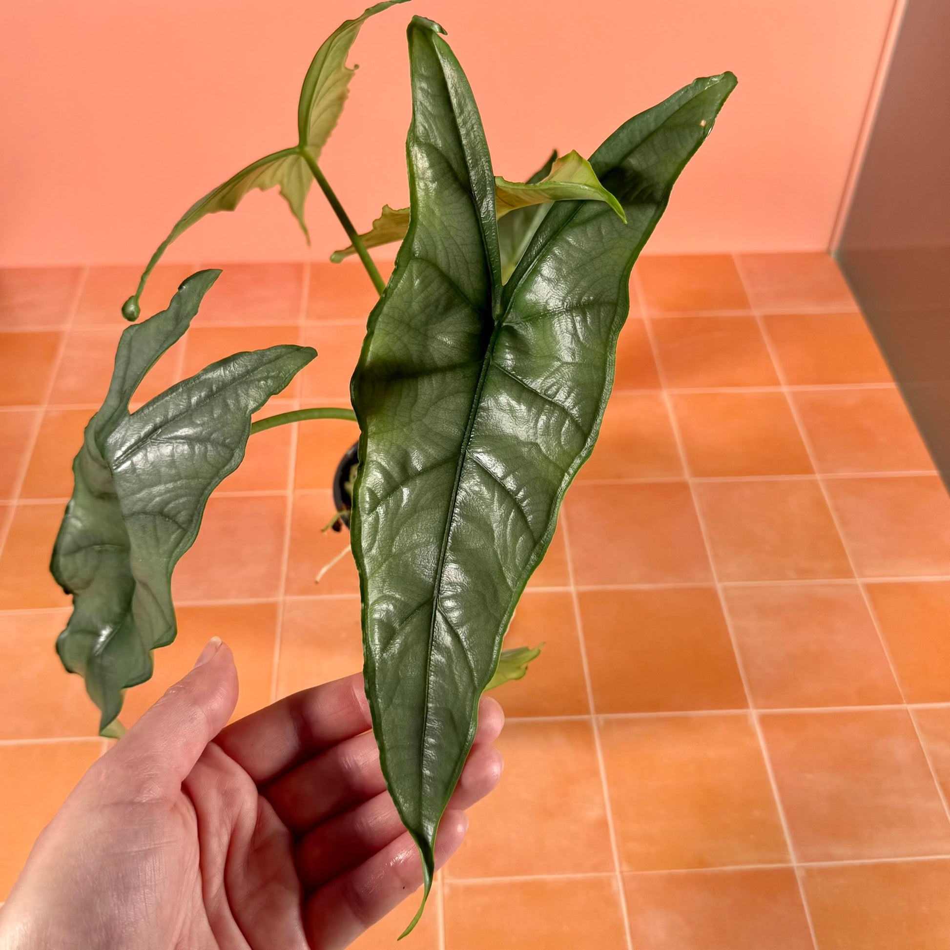 Close-up of Alocasia heterophylla ‘Dragon’s Breath’ leaf showing metallic sheen and bold venation.