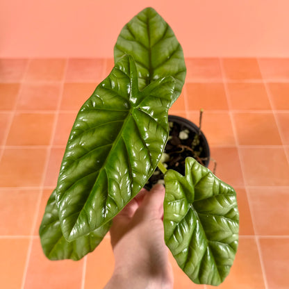 Alocasia sinuata in a 4-inch pot with glossy, metallic green leaves and rippled texture.