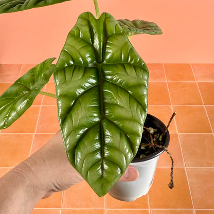 Close-up of Alocasia sinuata leaf showing glossy surface and deeply impressed veins.
