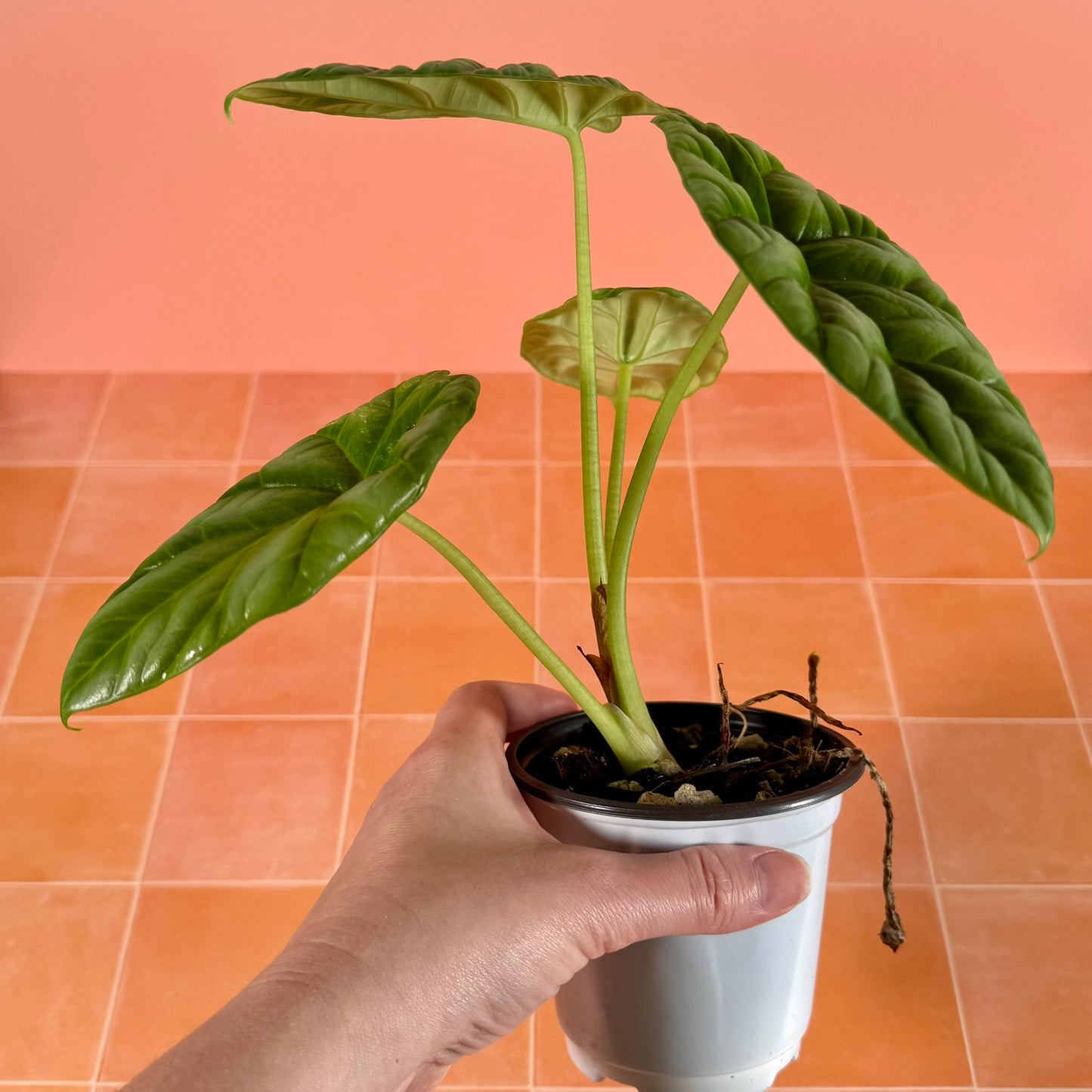 Alocasia sinuata in a 4-inch pot with glossy, metallic green leaves and rippled texture.