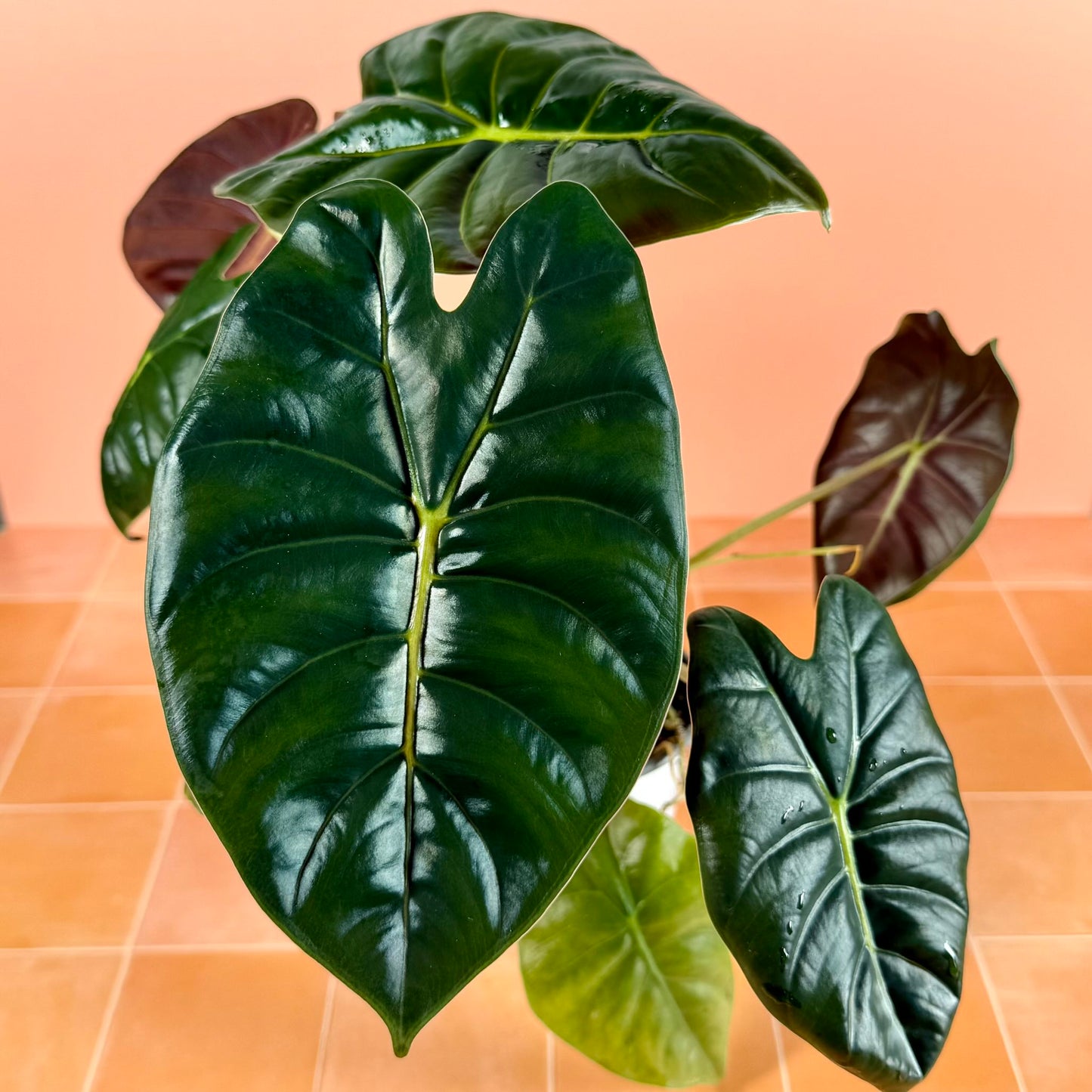 Alocasia ‘Golden Bone’ in a 4-inch pot with bright green leaves and prominent golden midrib.