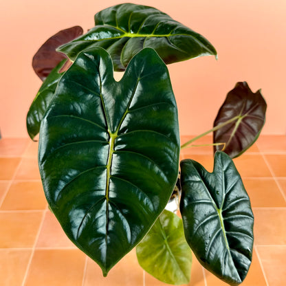Alocasia ‘Golden Bone’ in a 4-inch pot with bright green leaves and prominent golden midrib.