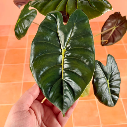 Alocasia ‘Golden Bone’ in a 4-inch pot with bright green leaves and prominent golden midrib.