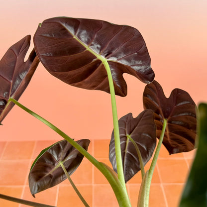 Alocasia ‘Golden Bone’ in a 4-inch pot with bright green leaves and prominent golden midrib.