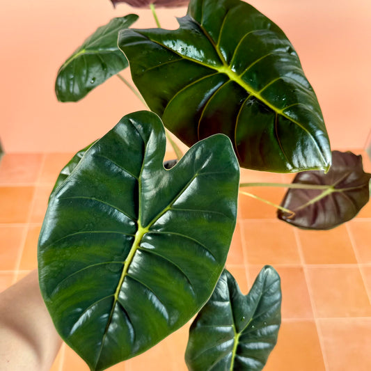 Alocasia ‘Golden Bone’ in a 4-inch pot with bright green leaves and prominent golden midrib.