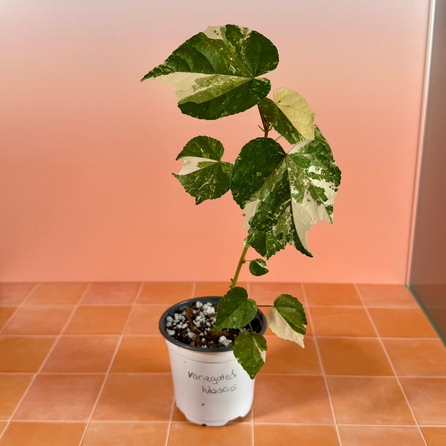 ariegated Hibiscus (Mahoe) in a 4-inch pot with green and white marbled leaves.