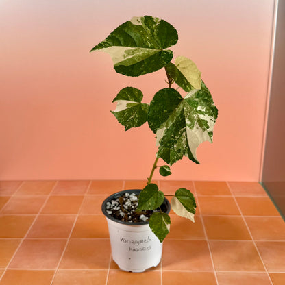 ariegated Hibiscus (Mahoe) in a 4-inch pot with green and white marbled leaves.