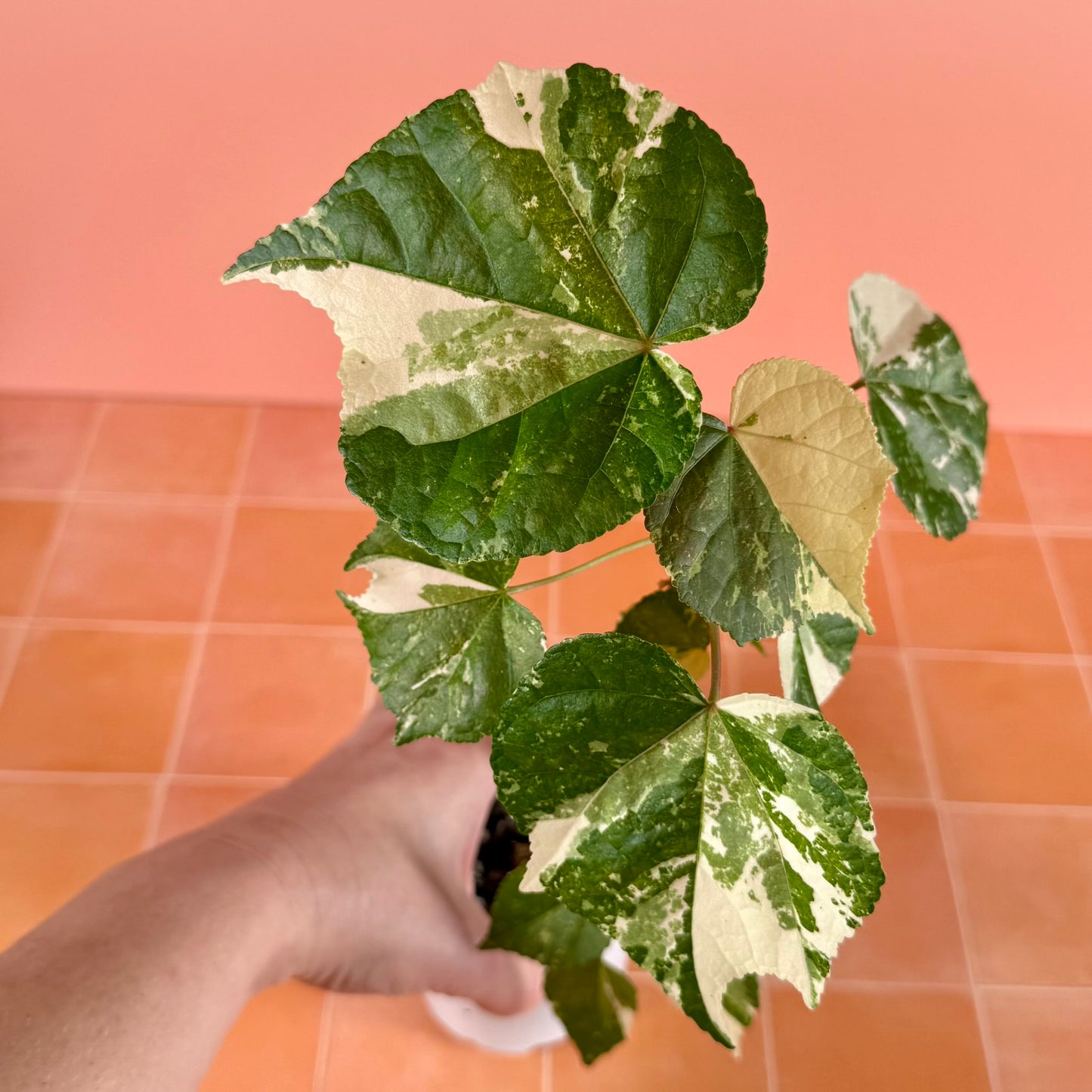 ariegated Hibiscus (Mahoe) in a 4-inch pot with green and white marbled leaves.