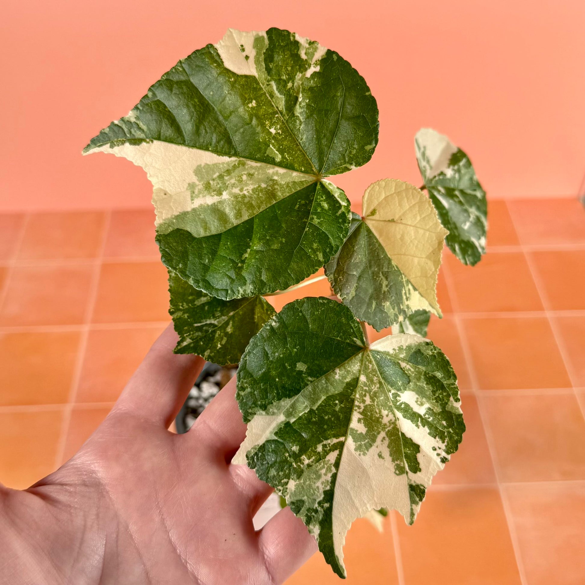 ariegated Hibiscus (Mahoe) in a 4-inch pot with green and white marbled leaves.