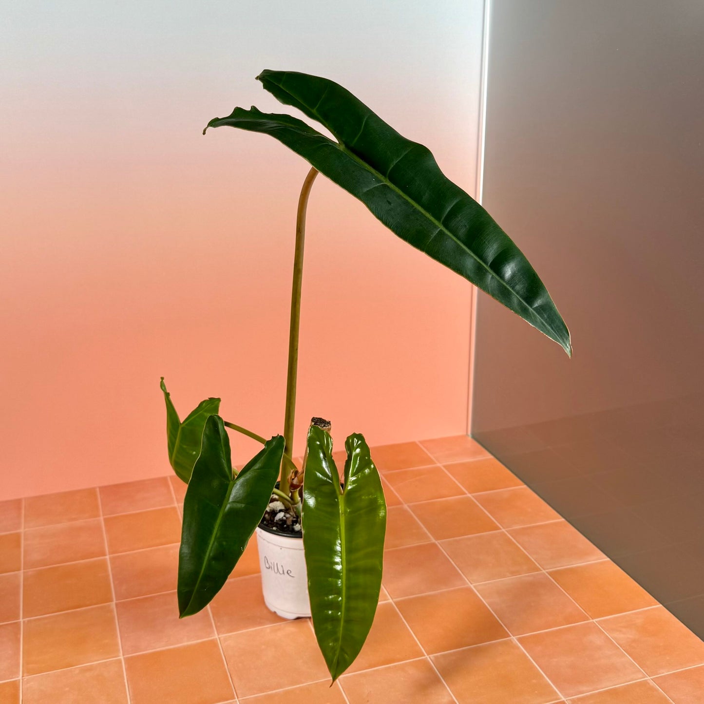 Philodendron billietiae in a 4-inch pot with long, narrow green leaves.