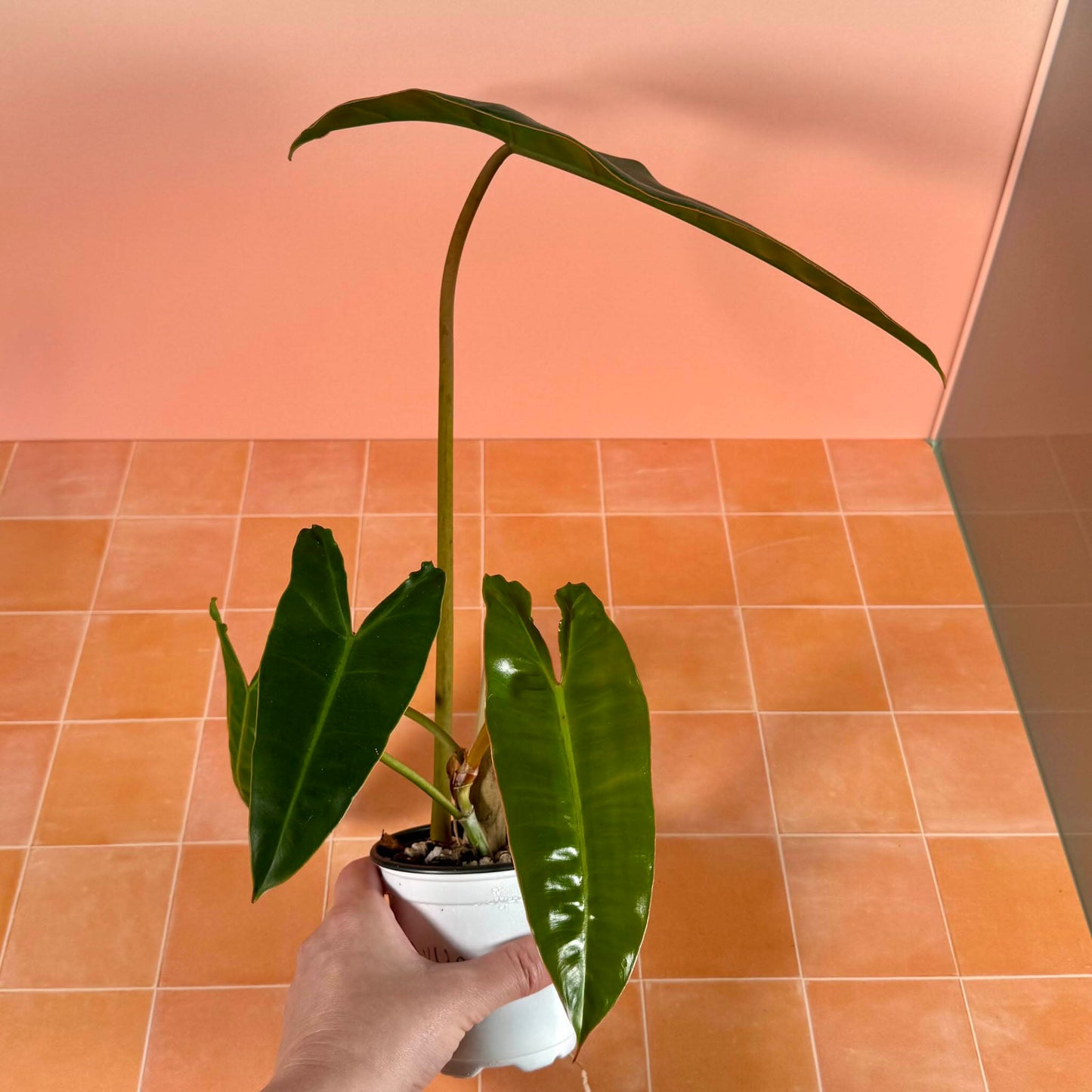 Philodendron billietiae in a 4-inch pot with long, narrow green leaves.