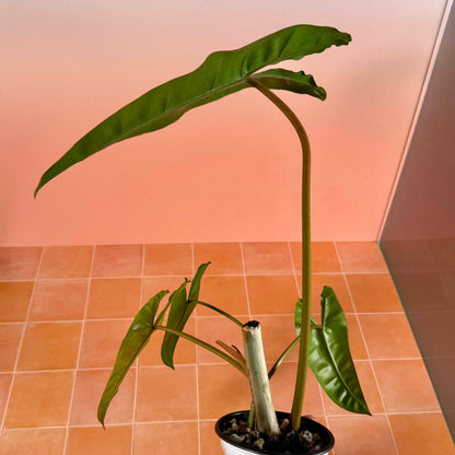 Philodendron billietiae in a 4-inch pot with long, narrow green leaves.
