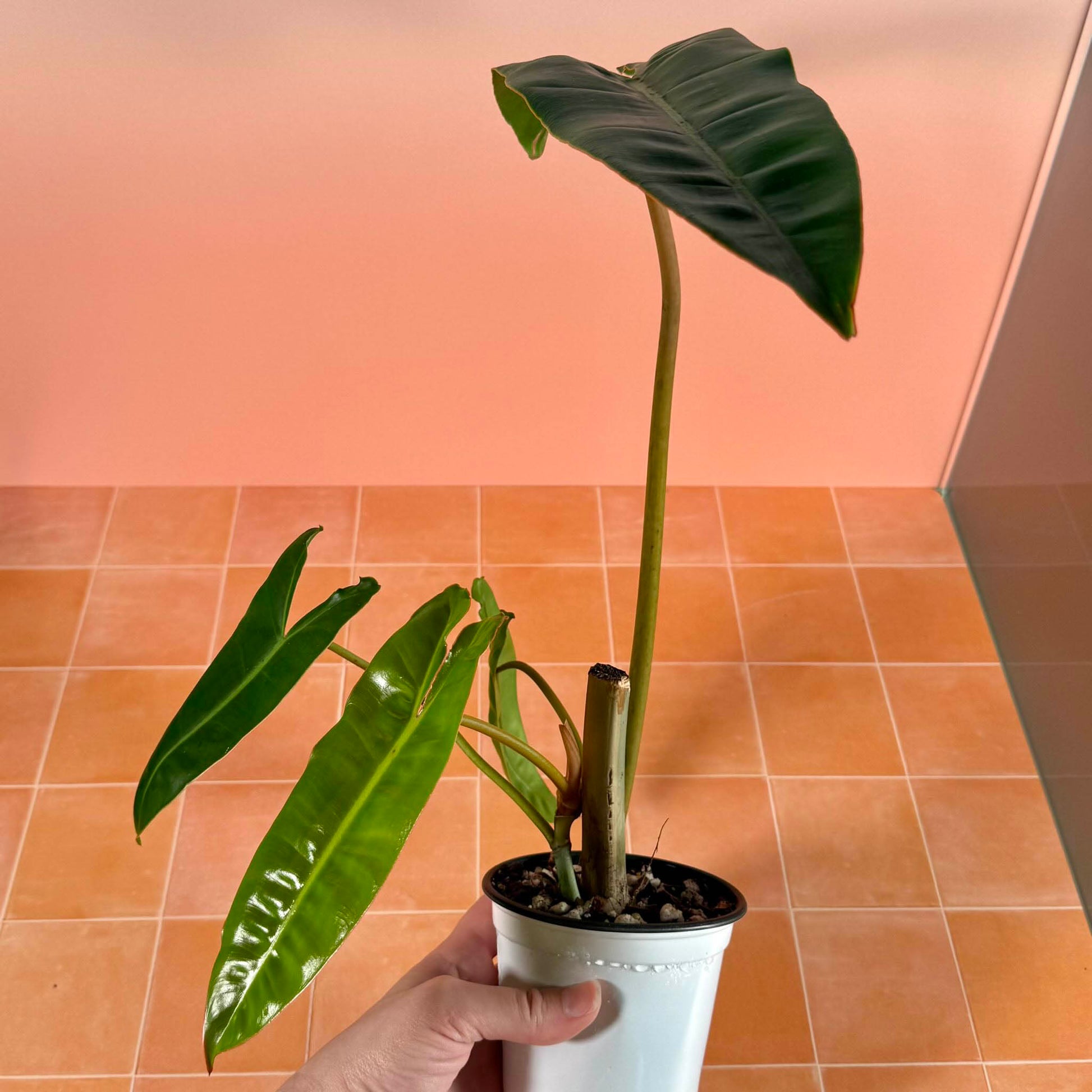 Philodendron billietiae in a 4-inch pot with long, narrow green leaves.