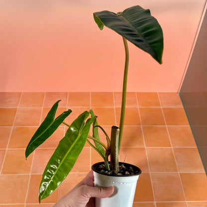 Philodendron billietiae in a 4-inch pot with long, narrow green leaves.