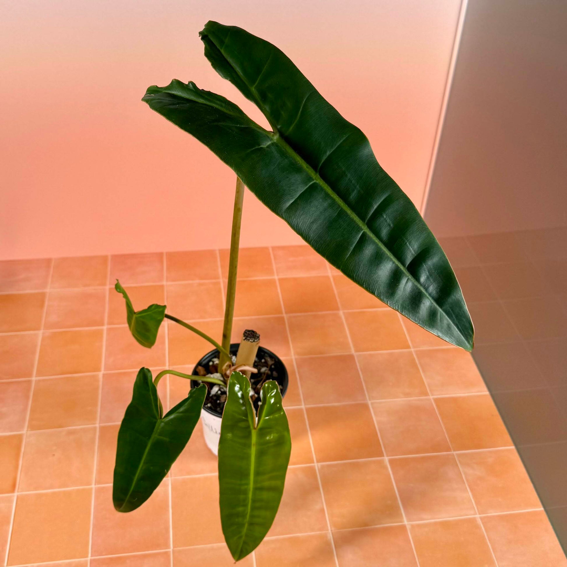 Philodendron billietiae in a 4-inch pot with long, narrow green leaves.