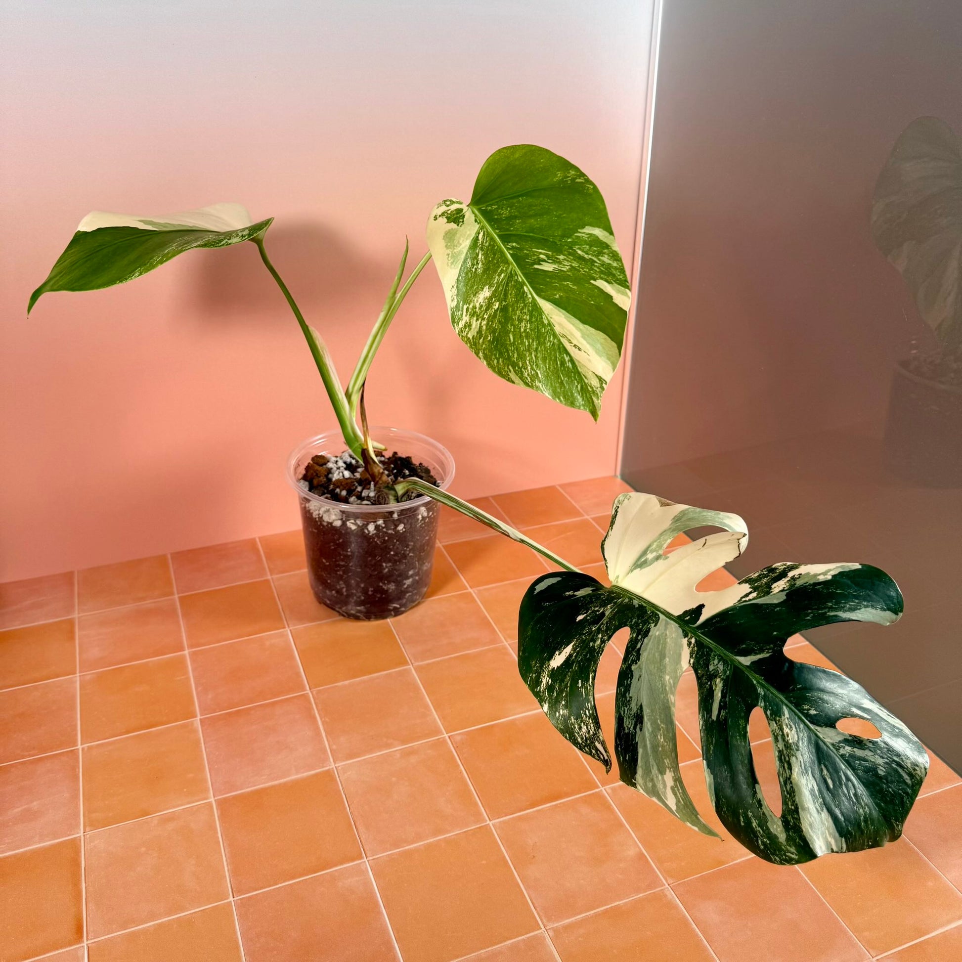 Monstera borsigiana ‘Albo Variegata’ in a 5-inch pot with white and green marbled leaves.