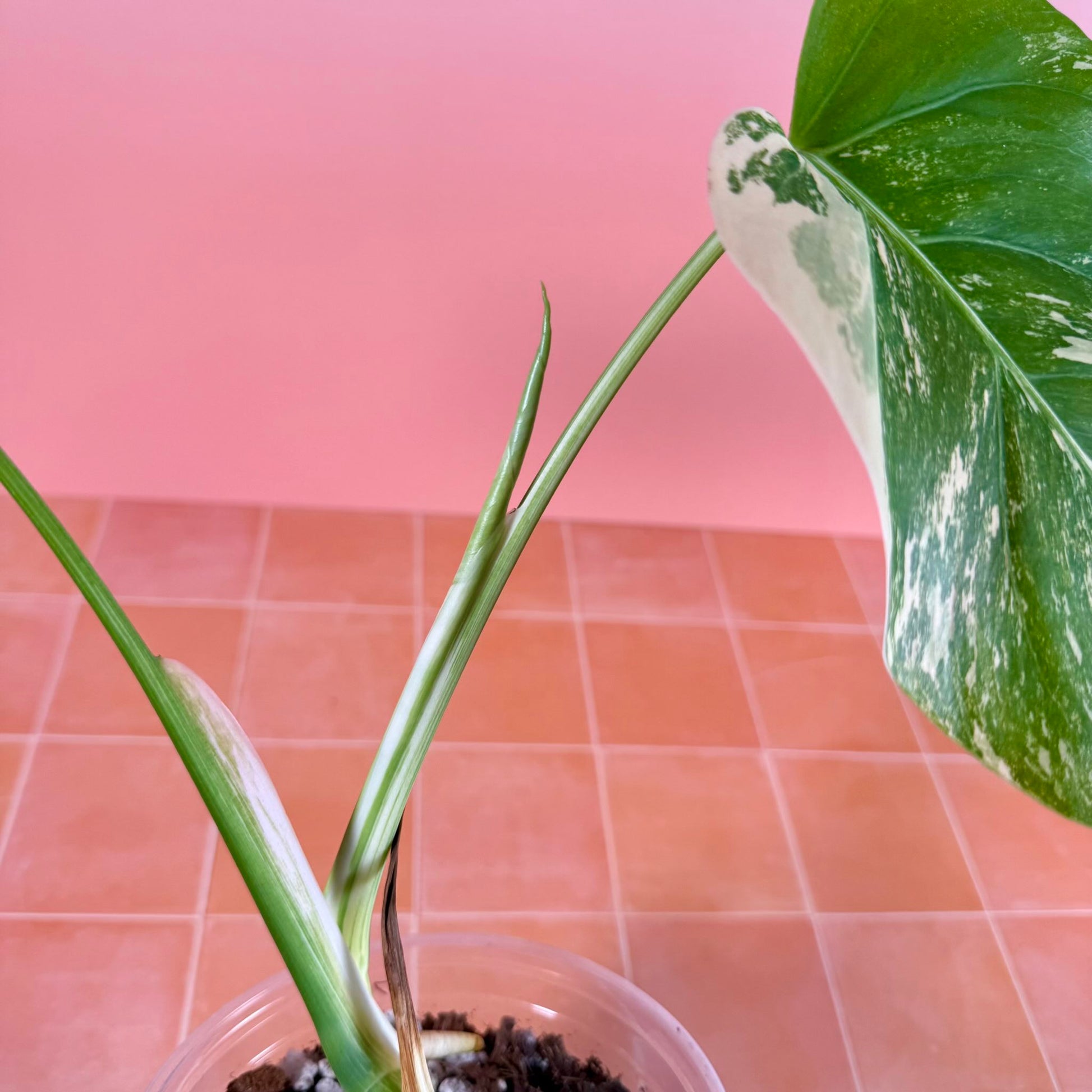 Close-up of Monstera borsigiana ‘Albo Variegata’ stem and emerging leaf showing creamy white variegation.