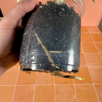 Close-up of Monstera borsigiana ‘Albo Variegata’ roots.