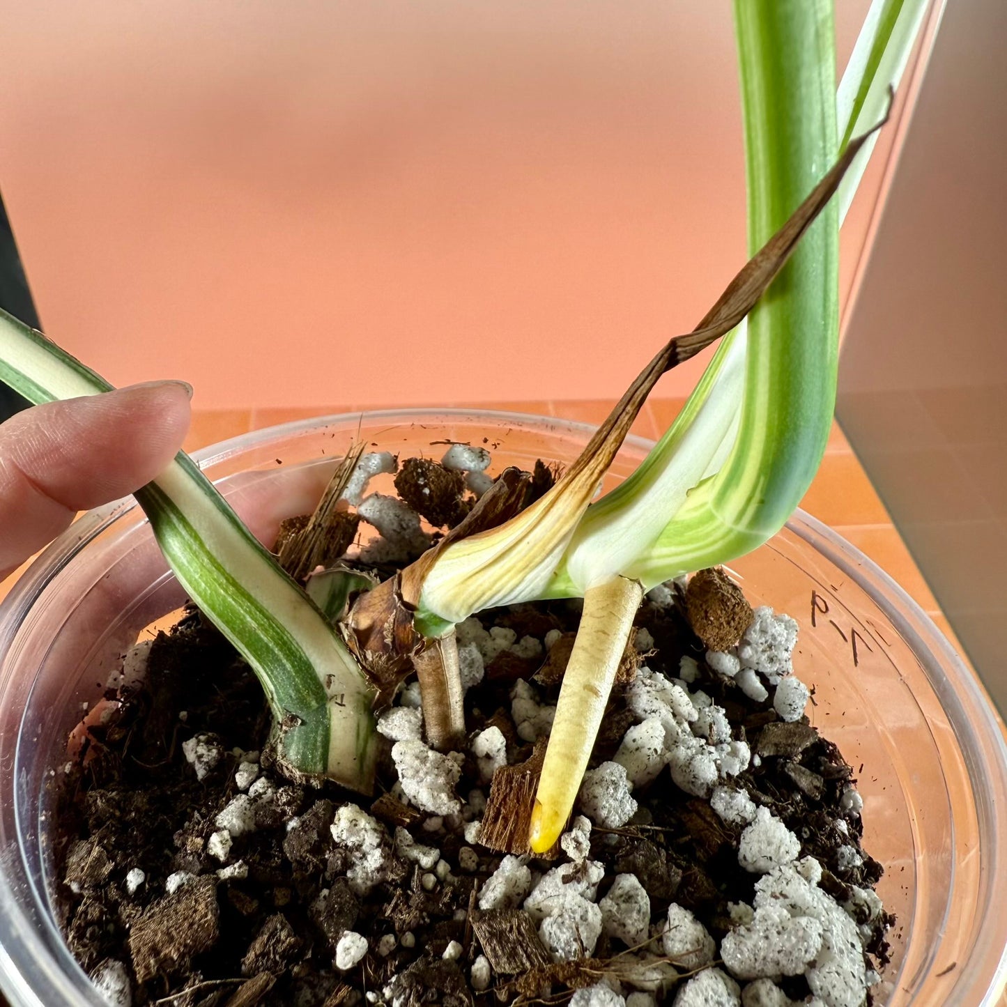 Close-up of Monstera borsigiana ‘Albo Variegata’ stems and aerial root.