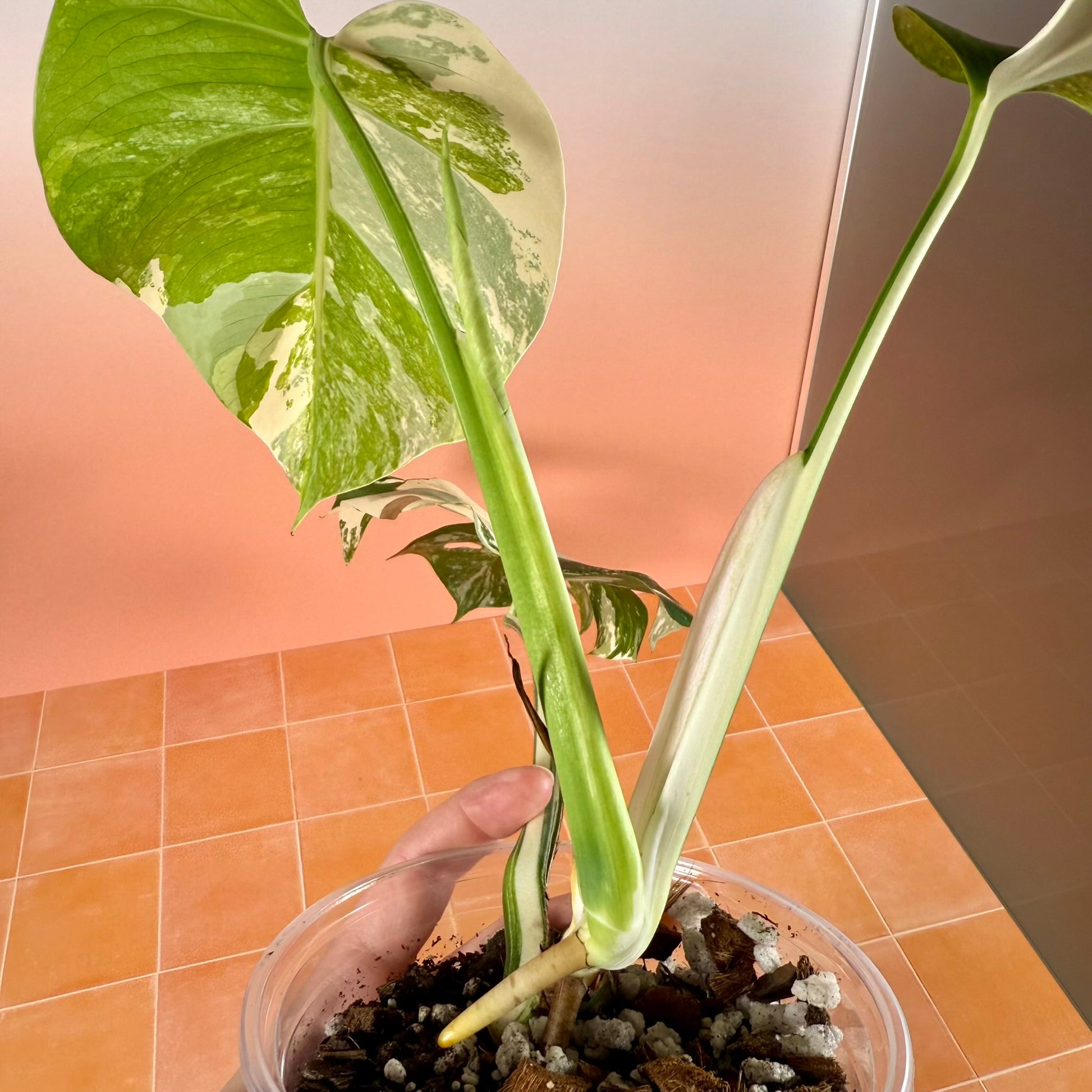 Close-up of Monstera borsigiana ‘Albo Variegata’ stems creamy white variegation.
