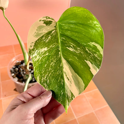 Close-up of Monstera borsigiana ‘Albo Variegata’ leaf showing creamy white variegation and glossy texture.