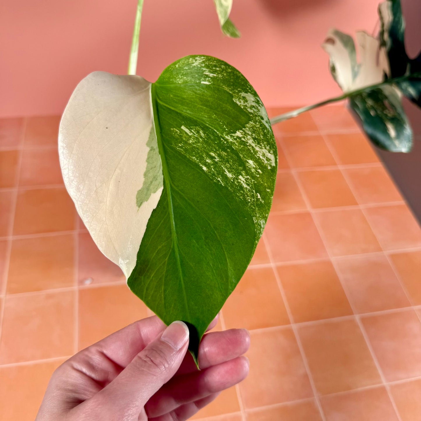 Close-up of Monstera borsigiana ‘Albo Variegata’ leaf showing creamy white variegation and glossy texture.