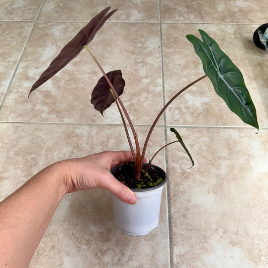 4" Alocasia chantrieri