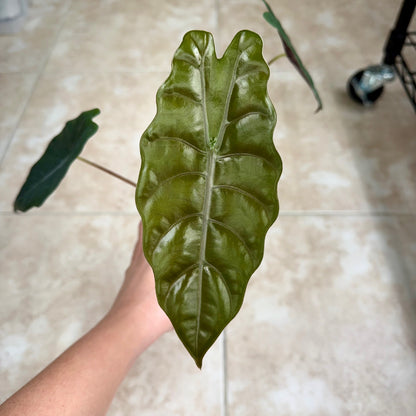 4" Alocasia chantrieri