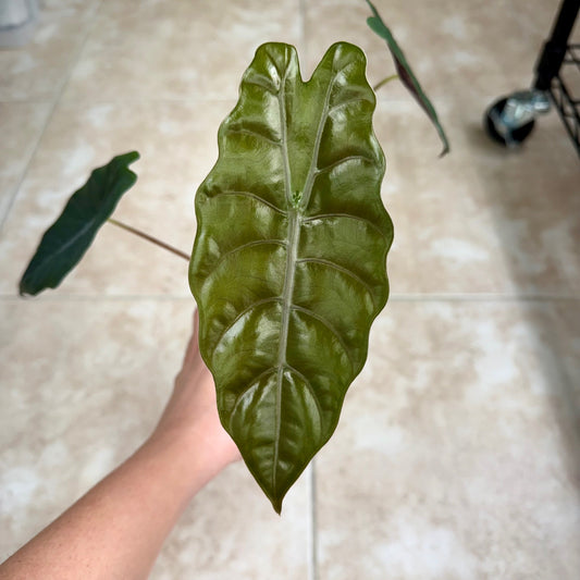 4" Alocasia chantrieri